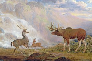 ノルウェー出身のオーフォード伯爵のエルク。アフリカのカモシカとプリンス島のクワガタ 作： George Garrard